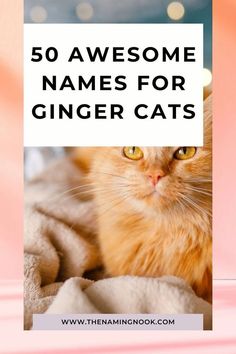 an orange cat sitting on top of a blanket with the words 50 awesome names for ginger cats