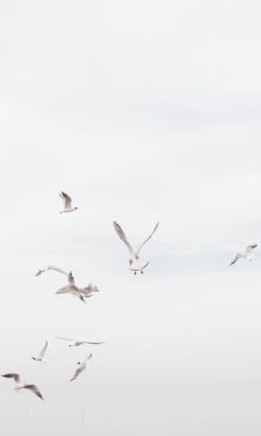 a flock of seagulls flying over the ocean