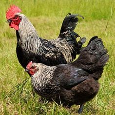 two black and white roosters standing in the grass