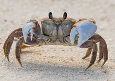 a close up of a crab on the sand