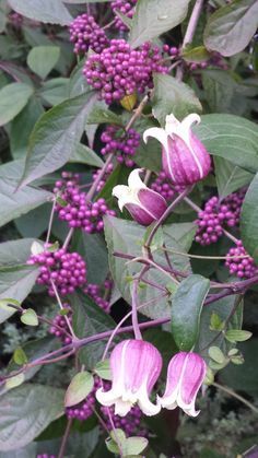 purple and white flowers growing on the side of a green plant with leaves around it