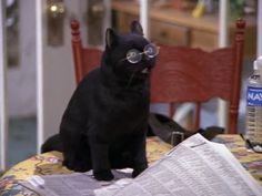 a black cat wearing glasses sitting on top of a table