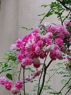 pink and white flowers are growing in a vase on the window sill next to a wall