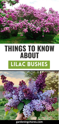 20 Stunning Lilac Varieties To Fill Your Garden with fragrance and Color Small Lilac Bush, Planting Lilac Bushes, Lilac Bushes Along Fence, Lilac Bushes Landscaping, What To Plant With Irises, Lilac Garden Ideas, Lilac Landscaping Ideas, Lilac Garden Landscapes, Pruning Lilac Bushes