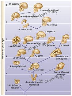 the bones are labeled in this diagram