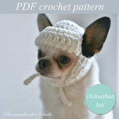 a small dog wearing a crochet hat with the caption, chihuahua hat