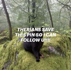 a black bear sitting on top of a moss covered rock