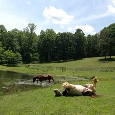 two horses are playing in the water near a pond and some grass with trees behind them