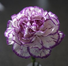 a purple and white flower in a vase