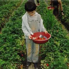 two young boys picking strawberries in a field with one boy holding a red bowl