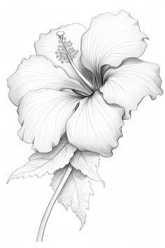 This intricate pencil drawing captures the delicate beauty of the hibiscus, a symbol of tropical paradise and vibrant culture. Inspired by a summer spent in Hawaii, the artist sought to convey the flower's graceful curves and striking details, celebrating nature's artistry. Each line reflects a moment of joy and nostalgia, inviting viewers to appreciate the simplicity and elegance of floral beauty. Let this artwork bring a touch of nature's splendor to your space. #Hibiscus #FlowerArt #Sketch... Hibiscus Flower Drawing Simple, Hibiscus Flower Sketch, Hibiscus Drawing, Hibiscus Flower Drawing, Easy Flower Drawings, Hibiscus Tattoo, Pencil Drawings Of Flowers, Diy Embroidery Patterns, Flower Sketches