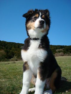 a brown and white dog sitting on top of a lush green field