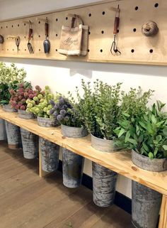 several potted plants are lined up on a shelf