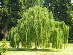 a large green tree sitting on top of a lush green field