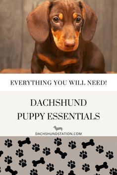 a brown dachshund puppy sitting on top of a wooden floor next to paw prints