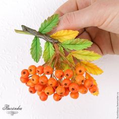 a hand is holding some berries on a branch