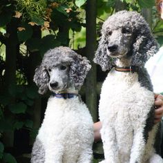 two poodles sitting next to each other in front of some bushes and trees