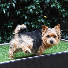 a small brown and black dog standing on top of a green grass covered field next to bushes