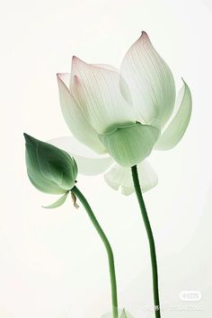 two large white flowers in a vase on a table