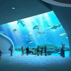 people are standing in front of an aquarium with sharks and other marine creatures on display