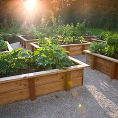 several wooden raised garden beds with plants growing in the center and on each one's sides