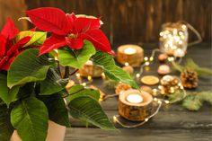 a potted plant with red flowers and candles on a table next to other decorations