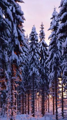 snow covered trees in the woods at sunset