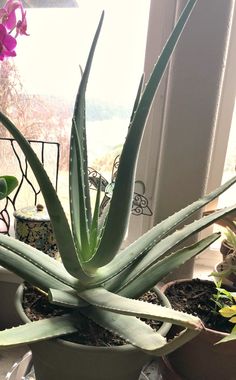 an aloem plant in a pot on a window sill with other plants