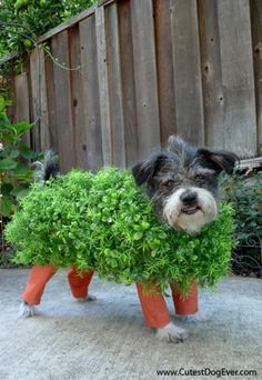 a dog is dressed up in carrots for halloween