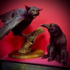 two black birds sitting next to each other on a wooden stand in front of a red wall