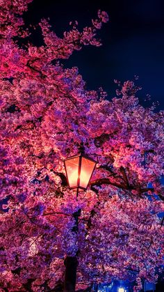 a street light is lit up in front of some trees with purple flowers on them