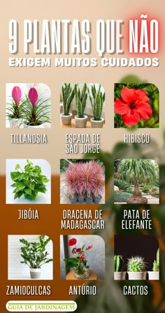 the spanish language poster shows different types of plants