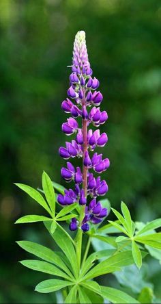 purple flowers with green leaves in the background