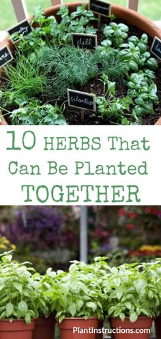 several potted plants with the words 10 herbs that can be planted together in them