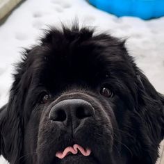 a large black dog laying on top of a bed