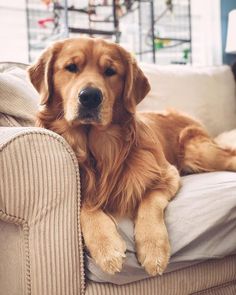 a brown dog laying on top of a couch