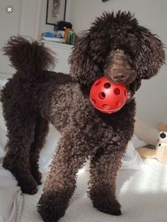 a brown poodle standing on top of a bed with a red ball in its mouth