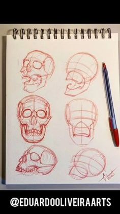 a drawing of different types of skulls on paper with a pen in front of it