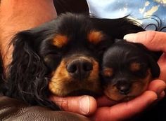 a person holding two puppies in their hands