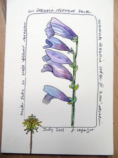 a drawing of a purple flower on top of a wooden table