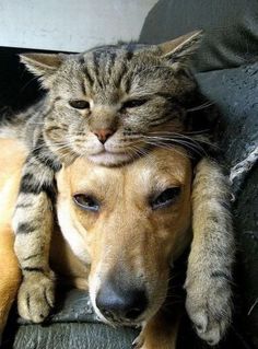 a cat is laying on top of a dog's head and has it's eyes closed