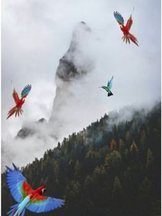 three birds flying in the air near a mountain