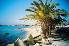 a palm tree on the side of a road next to the ocean with cars parked in front of it