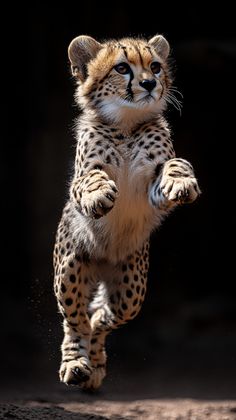 a small cheetah cub jumping in the air with its front paws on it's back legs