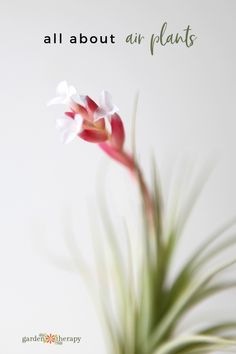 a white and red flower with the words all about air plants on it's side