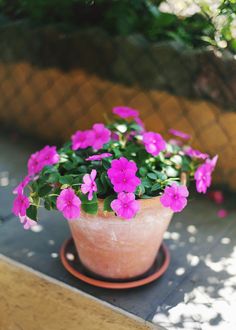 a potted plant with pink flowers sitting on a ledge