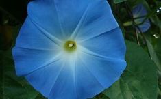 a blue flower with green leaves around it