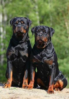 two black and brown dogs sitting next to each other