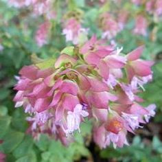 pink flowers with green leaves in the background