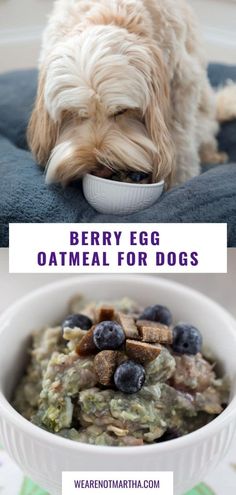 a dog eating food out of a bowl with the words berry egg oatmeal for dogs